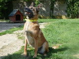 Femelle adulte 9 ans de type berger Belge Malinois à placer