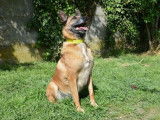 Femelle adulte 9 ans de type berger Belge Malinois à placer