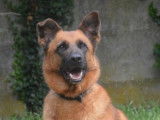 Mâle adulte 4 ans croisé de type berger disponible