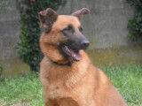 Mâle adulte 4 ans croisé de type berger disponible