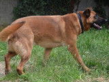 Mâle adulte 4 ans croisé de type berger disponible