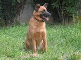 Mâle adulte 4 ans croisé de type berger disponible