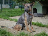Femelle adulte de type berger Allemand 7 ans 1/2 à placer