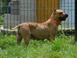 Femelle adulte 5 ans croisée de type Shar-Pei à placer