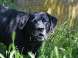 Mâle adulte 7 ans croisé de type Labrador Retriever à adopter