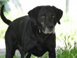 Mâle adulte 7 ans croisé de type Labrador Retriever à adopter