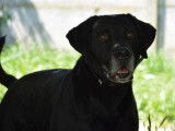 Mâle adulte 7 ans croisé de type Labrador Retriever à adopter