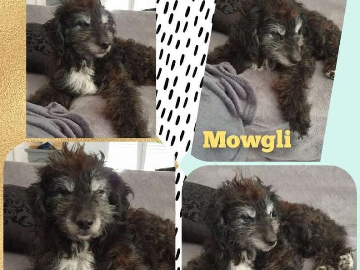A adopter : Mowgli, mâle âgé de 17 ans de type Caniche de couleur noir