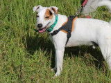 M&acirc;le adulte de race Jack Russel 8 ans disponible &agrave; l'adoption