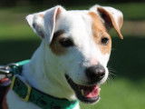 M&acirc;le adulte de race Jack Russel 8 ans disponible &agrave; l'adoption