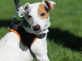 M&acirc;le adulte de race Jack Russel 8 ans disponible &agrave; l'adoption
