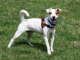 M&acirc;le adulte de race Jack Russel 8 ans disponible &agrave; l'adoption