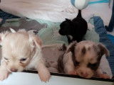 Chiots Chihuahua à poils longs à vendre