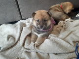 Chiots Shiba Inu pure race non lof