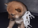 Chiots Shiba Inu pure race non lof