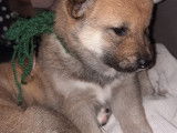 Chiots Shiba Inu pure race non lof