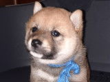 Chiots Shiba Inu pure race non lof