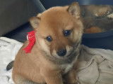 Chiots Shiba Inu pure race non lof