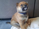 Chiots Shiba Inu pure race non lof