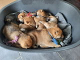 Chiots Shiba Inu pure race non lof
