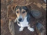 Mâle croisé Beagle à placer