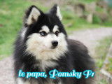 Magnifiques chiots Pomsky F1B à vendre