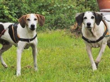 Duo femelles adultes 12 ans de type beagle à placer
