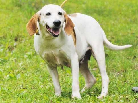 Femelle adulte de type beagle 12 ans robe sable disponible