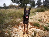 Mâle adulte de type berger belge malinois 6 ans 1/2 à placer