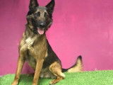 M&acirc;le adulte d'apparence berger belge malinois 6 ans 1/2 disponible