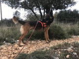 M&acirc;le adulte d'apparence berger belge malinois 6 ans 1/2 disponible