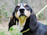 Mâle adulte de race grand gascon saintongeois 5 ans à placer