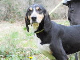 Mâle adulte de race grand gascon saintongeois 5 ans à placer