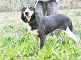 Mâle adulte de race grand gascon saintongeois 5 ans à placer