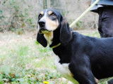 Mâle adulte de race grand gascon saintongeois 5 ans à placer