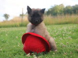Joli chiot Berger Belge, LOF, cherche sa future famille