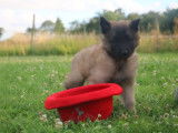 Joli chiot Berger Belge, LOF, cherche sa future famille
