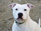 Mâle adulte de race american staffordshire catégorie 2 à placer