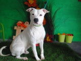 Mâle adulte de race american staffordshire catégorie 2 à placer