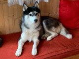 Husky Sibérien disponible pour saillie