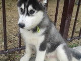 Husky Sibérien disponible pour saillie