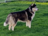Husky Sibérien disponible pour saillie
