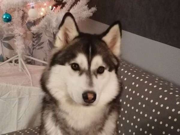 A adopter : Snow, de type Husky Sibérien âgé de 3 ans