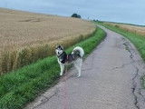 A adopter : Snow, de type Husky Sibérien âgé de 3 ans