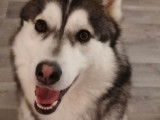 A adopter : Snow, de type Husky Sibérien âgé de 3 ans