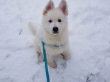 Obi-wan 2 mois 1/2