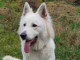 Obi-wan, Berger Blanc Suisse LOF disponible pour saillie