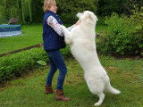 Obi-wan, Berger Blanc Suisse LOF disponible pour saillie