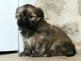 Superbes chiots femelles Lhassa Apso recherchent leurs foyers