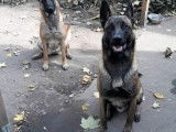 De type Berger Belge Malinois disponible pour saillie